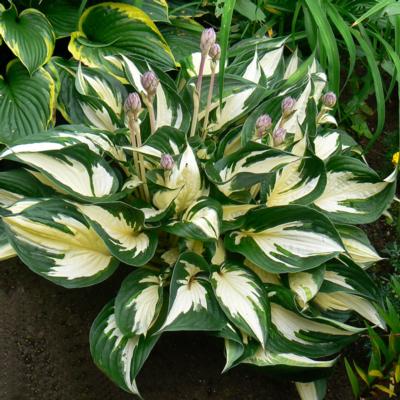 Hosta 'Fire and Ice'